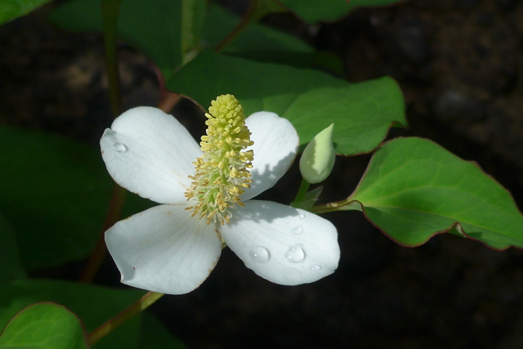 P1270554　ドクダミ