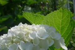 P1160191　真っ白…