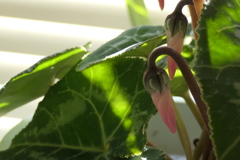 P1023242　窓辺で