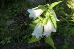 P1068829　朝の光に