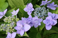 P1012107　知的（花言葉）