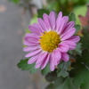 P1320021　残菊