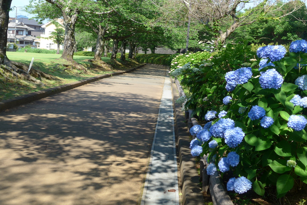 P1360034　紫陽花の咲く公園