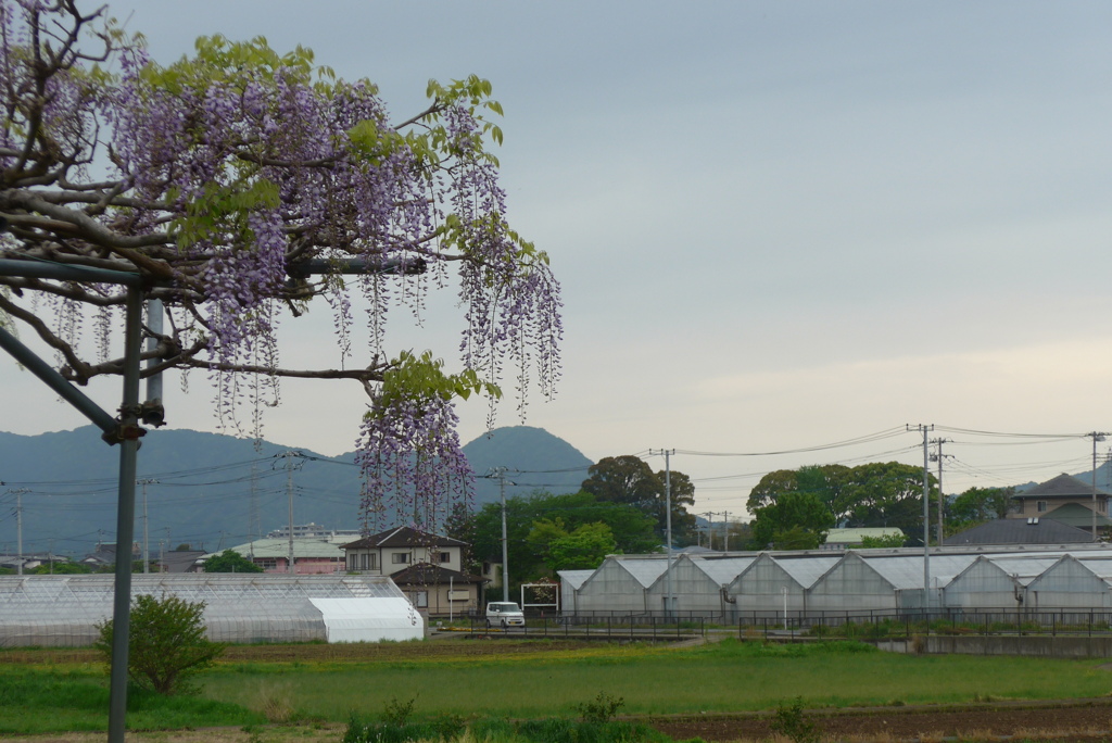 P1300133　藤と田園風景