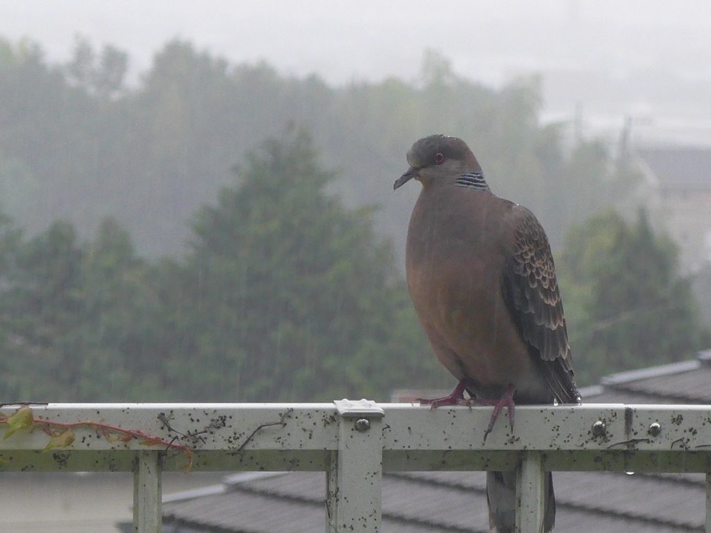 P1090994　雨の中で…