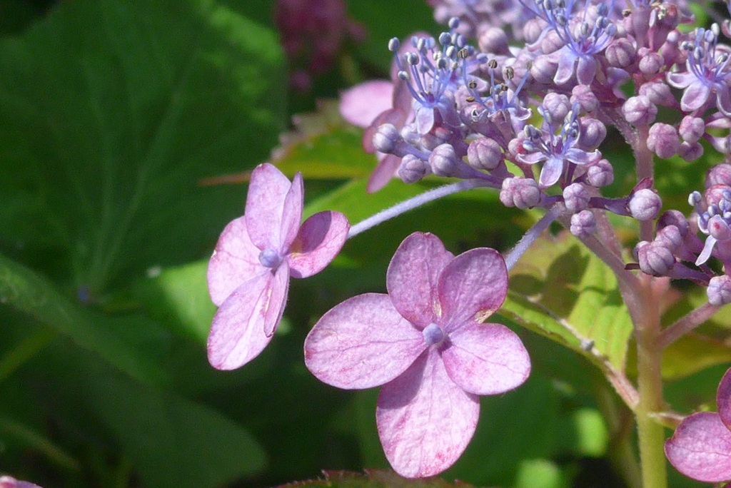 P1300458　あじさい