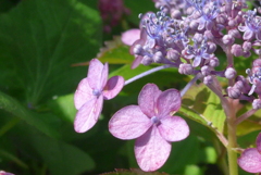 P1300458　あじさい