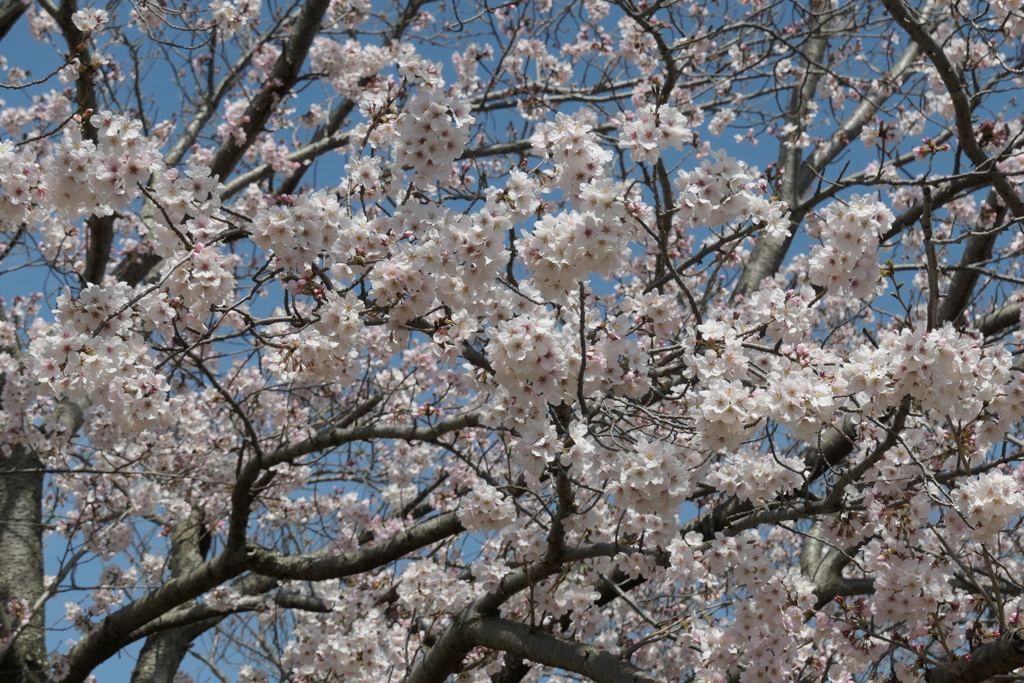 P1023517　大島桜