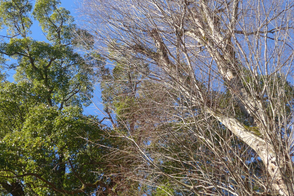 P1390376　いにしえの…