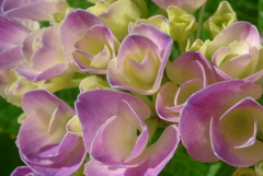 P1350926　紫陽花