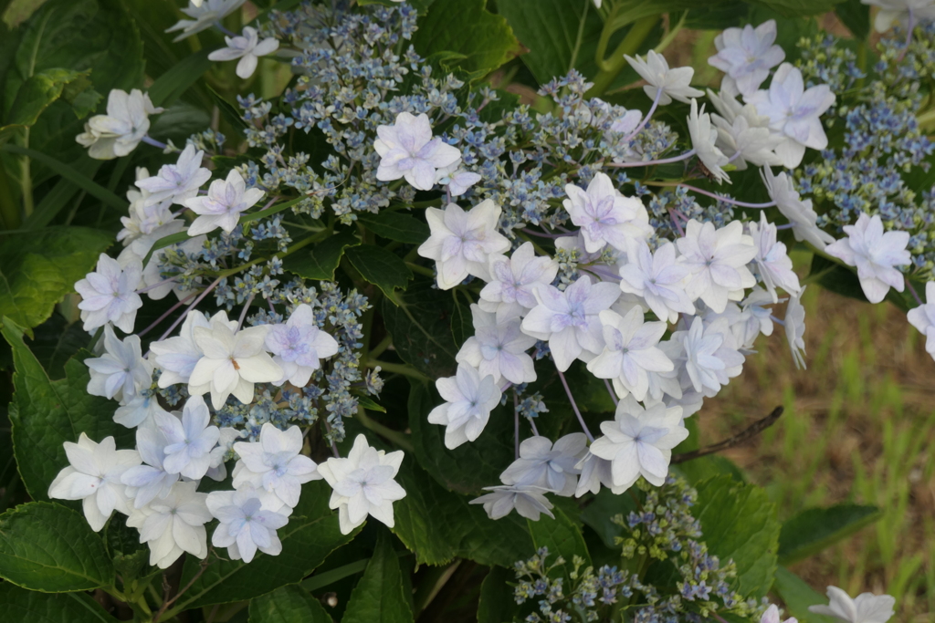 P1045998　隅田の花火