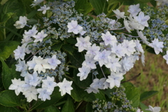 P1045998　隅田の花火