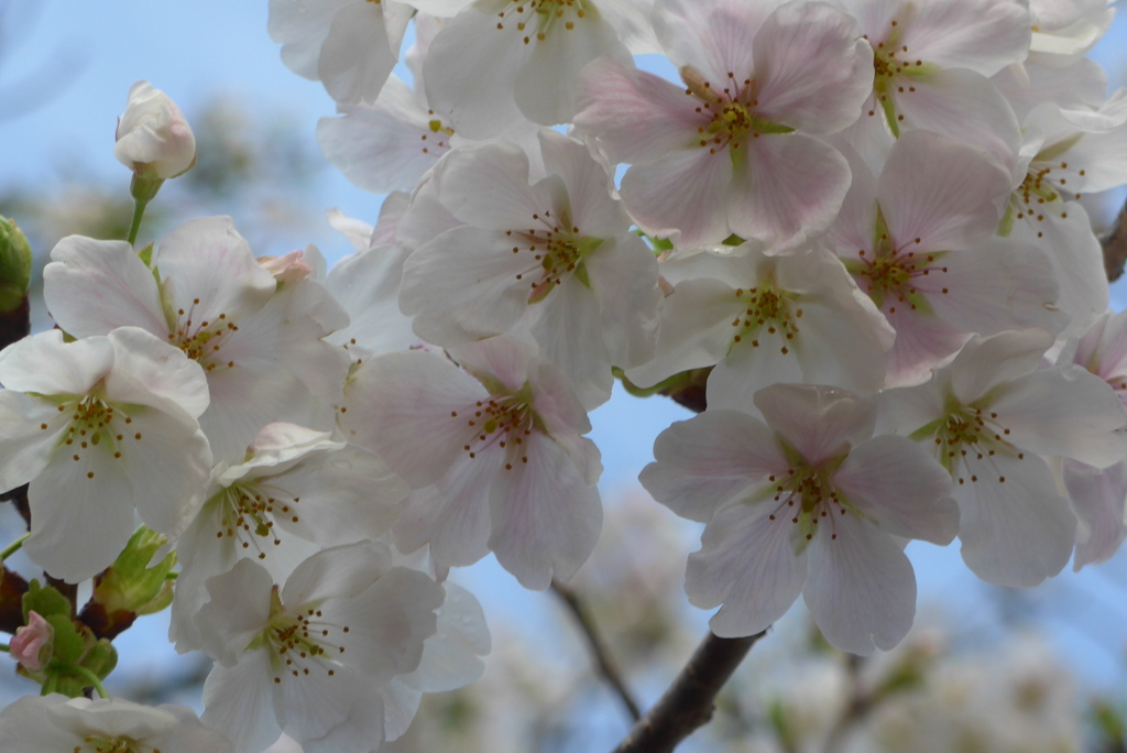 P1370862　大島桜