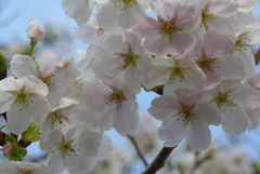 P1370862　大島桜
