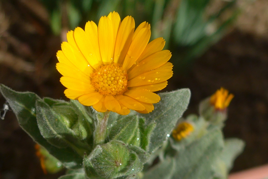 P1060823　春はまだですか…