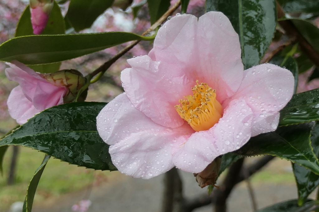 P1000768　雨の中の椿