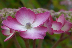 P1230017　愛らしく