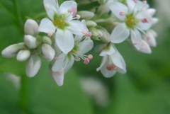 P1250012　ソバの花
