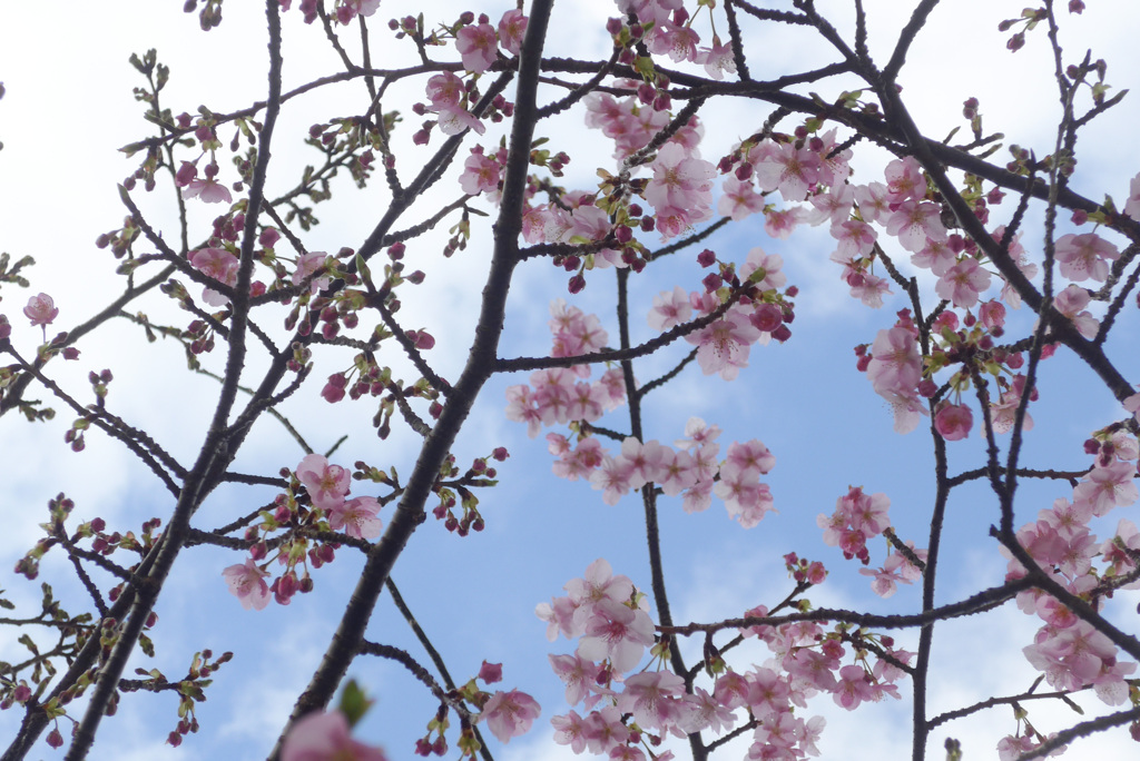 P1340857 (2)　早春の空と河津桜