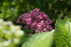 R0353182　ポップコーン