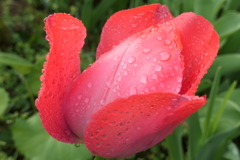 P1001333　雨上がりのチューリップ