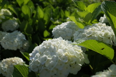 R0352393　あじさい