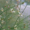 P1350607　アスパラの花