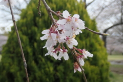 P1057906　枝垂れ桜