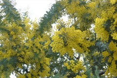 P1320111 (2)　感謝（花言葉）