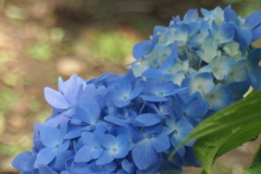 P1012290いつもの公園で