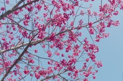 P1140079　さくら♪