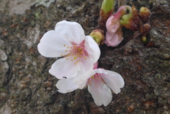 P1070998　さくら♪