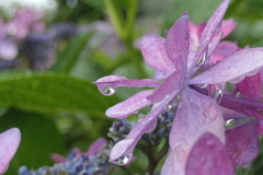 P1046249　梅雨の日に