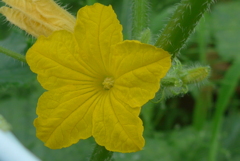 P1160805　キュウリの花