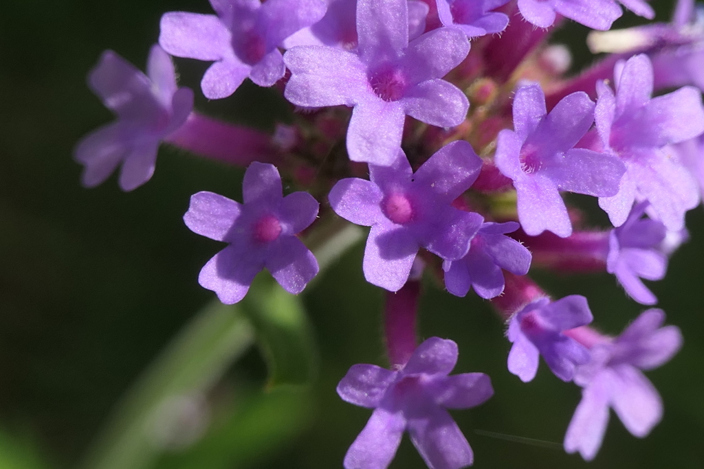 P1024298　庭の片隅で