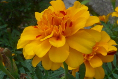 P1240036　信頼（花言葉）