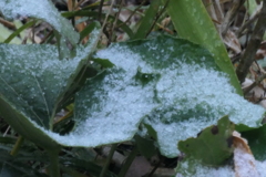 P1079777　春の雪