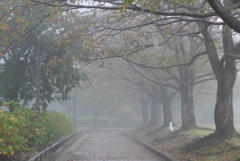 P1180777　霧の公園