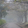 P1180777　霧の公園