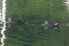 P1390145　ついておいで