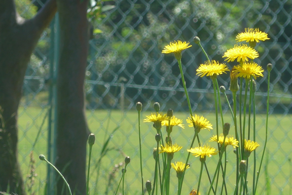 P1220793　野の花