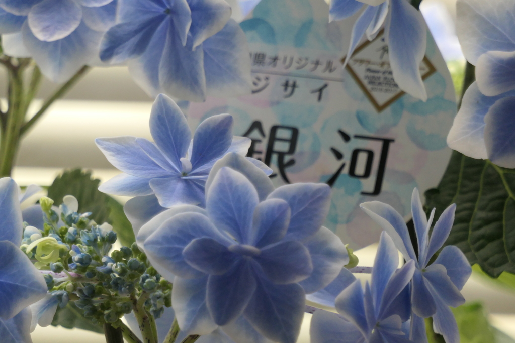 P1035736　母の日に