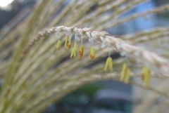 P1310397　ススキの花
