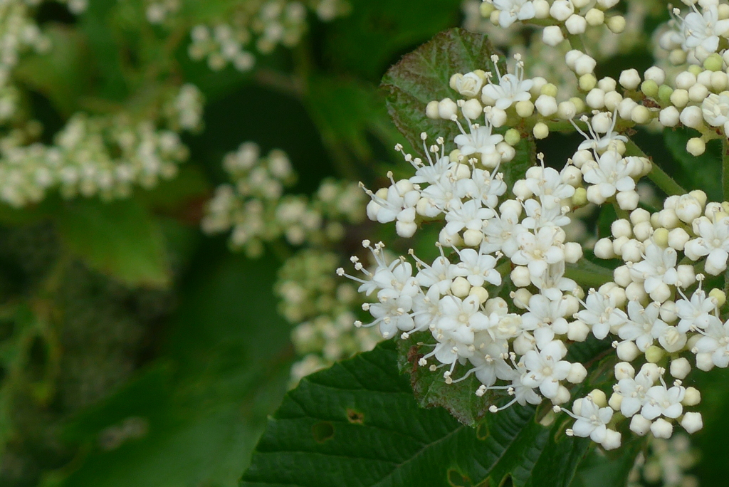 P1220429　野山に咲く