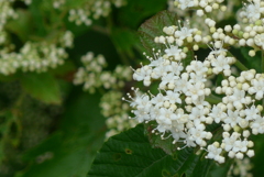 P1220429　野山に咲く