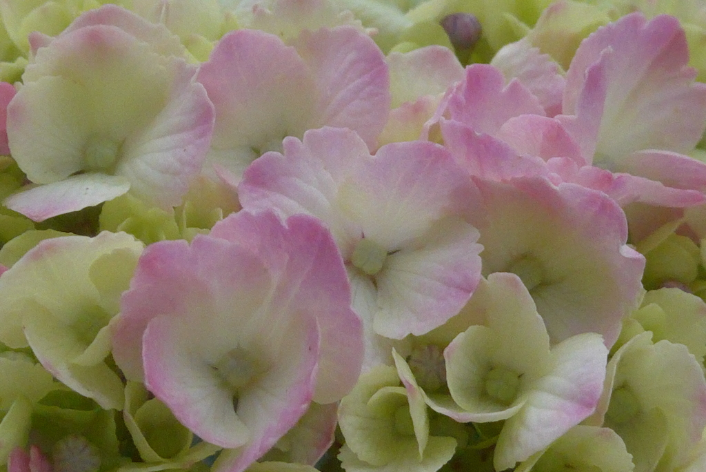 P1230255　公園の紫陽花