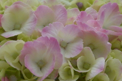 P1230255　公園の紫陽花