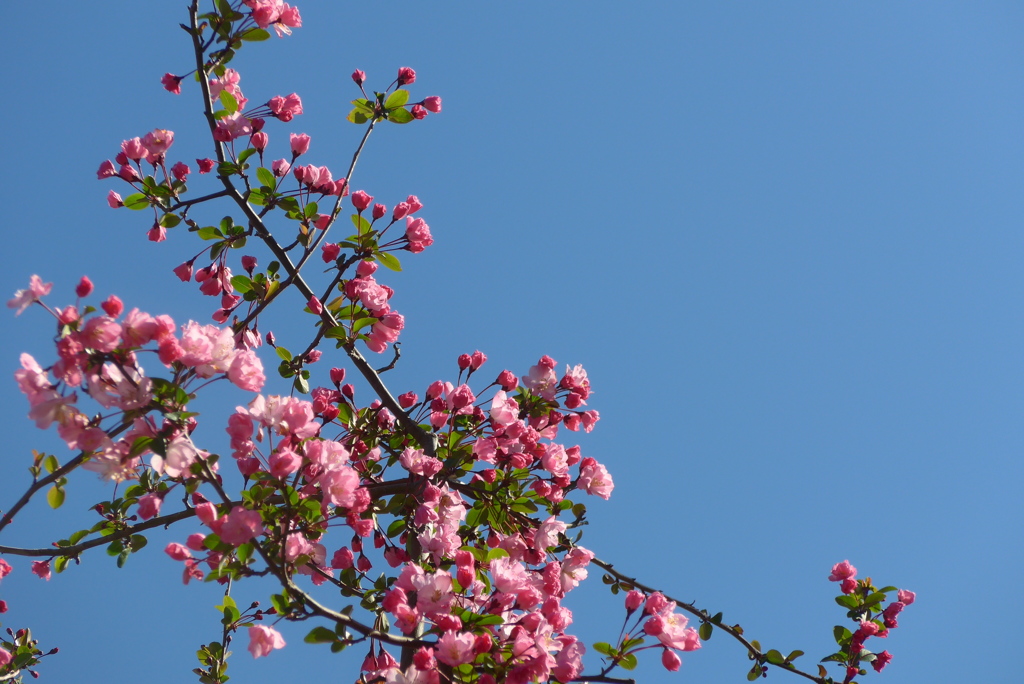 P1140398　青空と…