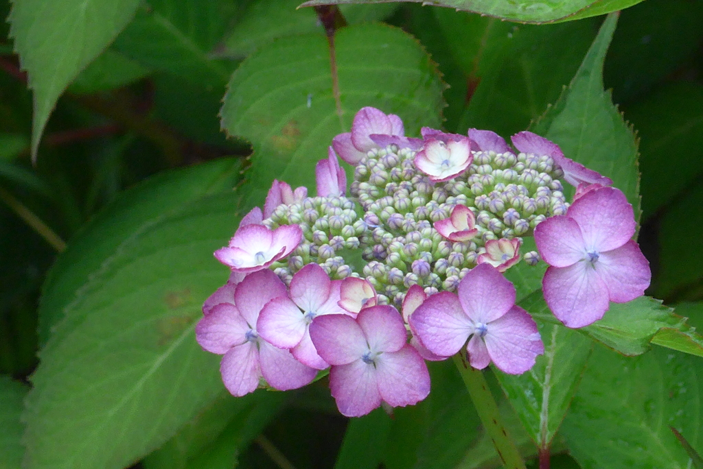 P1230480　愛らしく