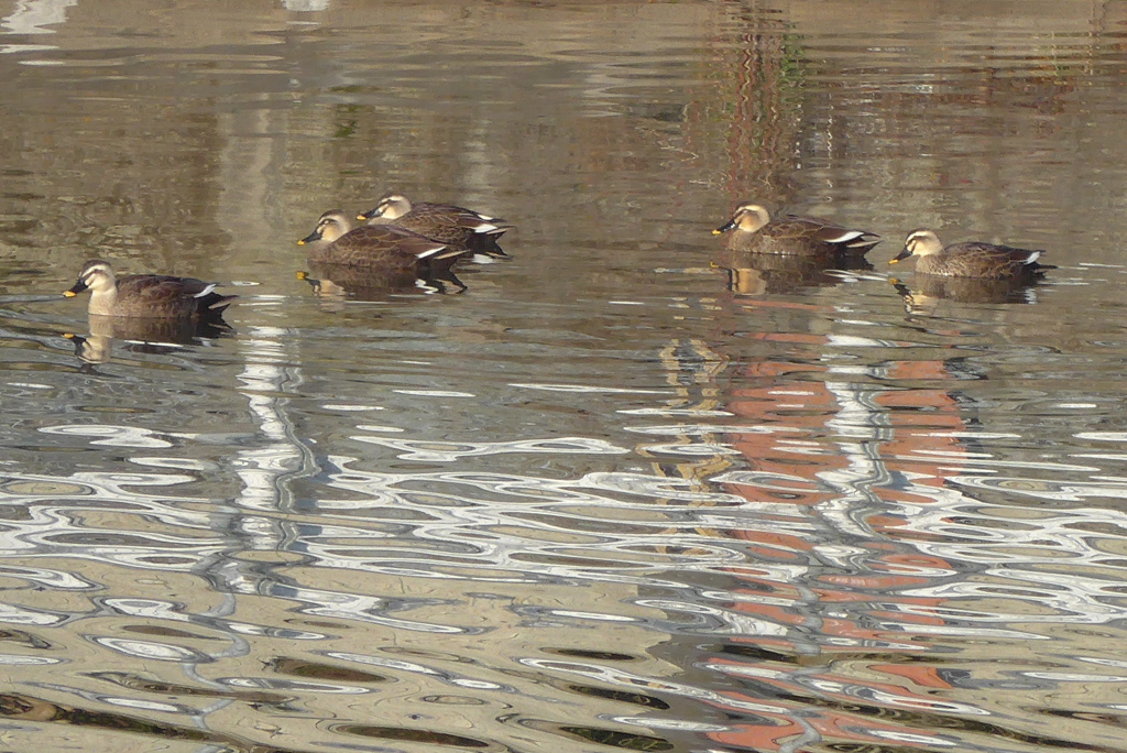 P1190462　冬のお客様♪